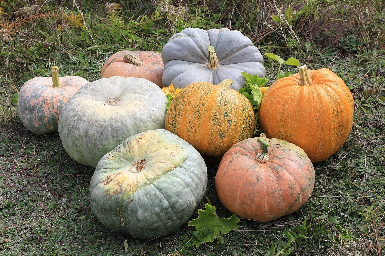 Pumpkins Stock